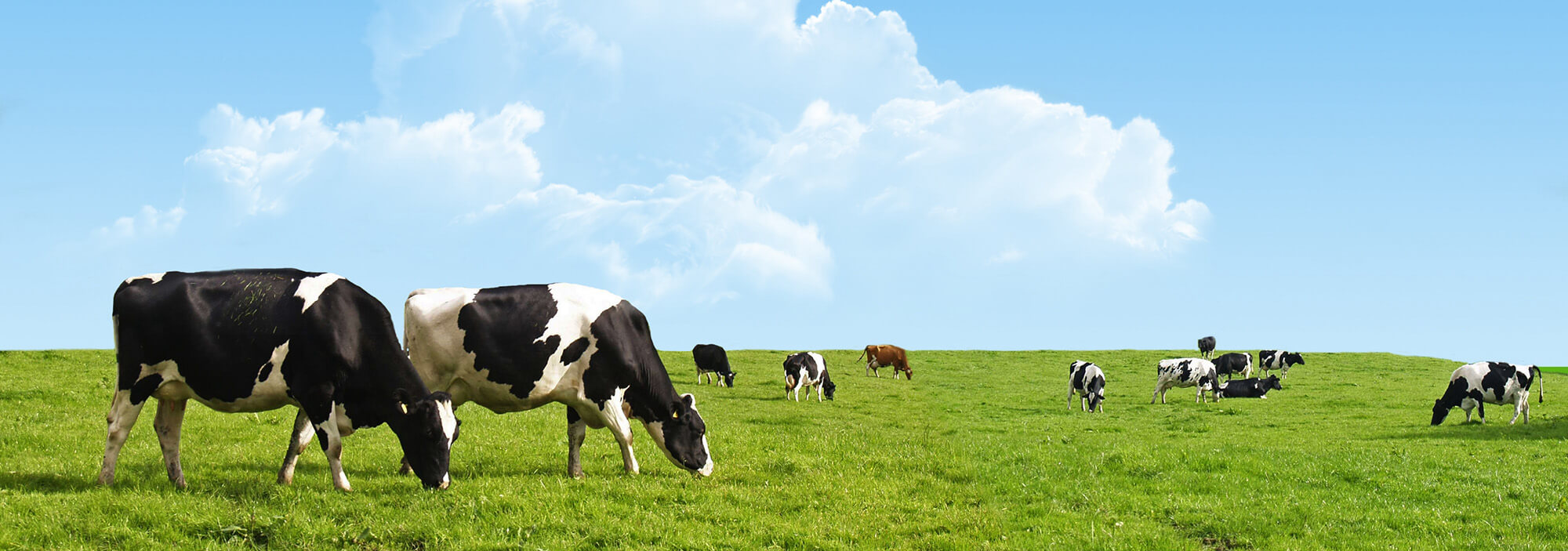 私たちは牛たちのことを一番に考えている牧場です。